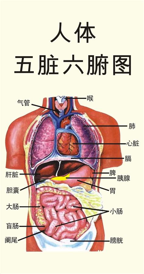 五臟位置|人體五臟結構圖位置圖